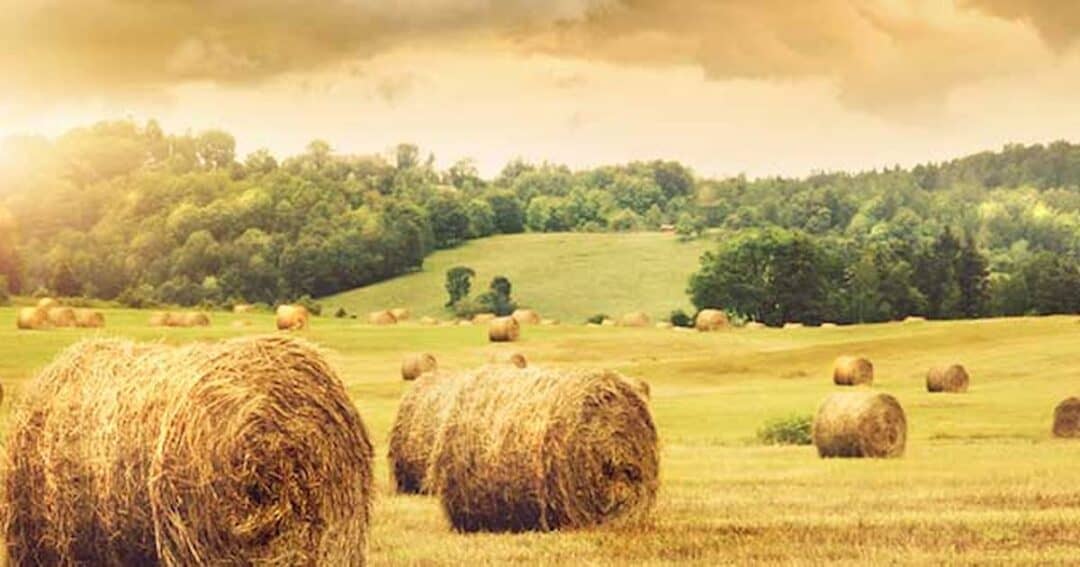 Grass Allergy 10 A picturesque rural scene with round hay bales scattered across a golden field under a partly cloudy sky. Sunlight filters through the clouds, illuminating lush green trees in the background.