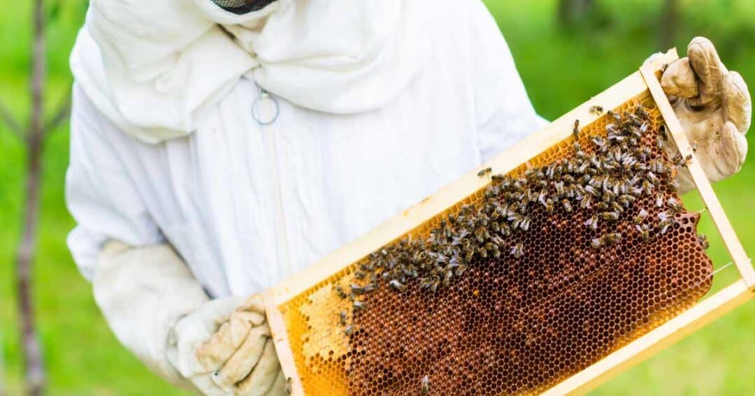 A person in protective clothing holds a honeycomb frame covered with bees. The background is green and slightly blurred.