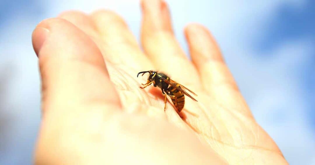 A close-up of a person's hand gently holding a wasp against a blurred blue sky background. The wasp's wings and body are clearly visible, showcasing its detailed features.