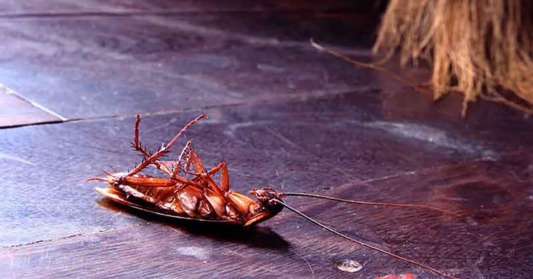 A dead cockroach lies upside down on a wooden floor. In the background, a broom is slightly visible. The scene suggests a recent cleanup or pest control effort.