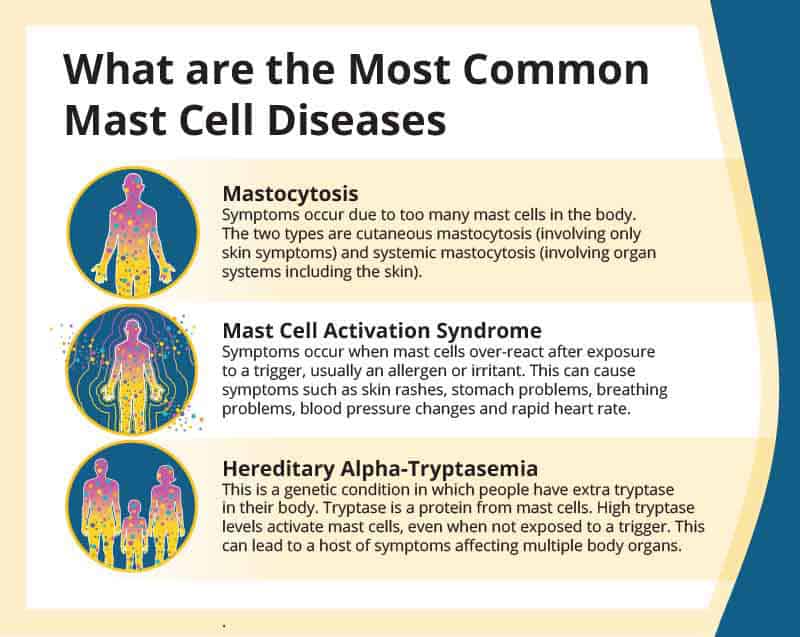 An infographic titled "What are the Most Common Mast Cell Diseases." It describes three conditions: Mastocytosis, Mast Cell Activation Syndrome, and Hereditary Alpha-Tryptasemia, with details on symptoms and effects for each.