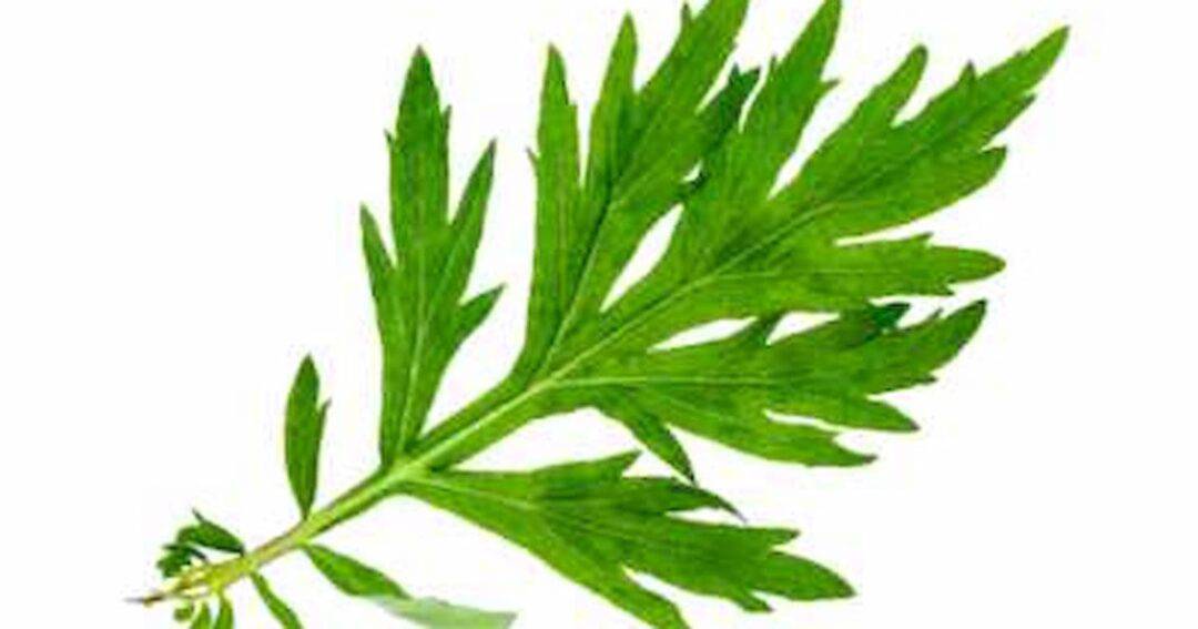 A close-up of a single green mugwort leaf against a white background, displaying its jagged edges and distinct lobes.