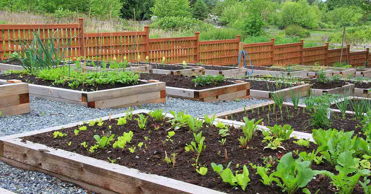 What Can You Do If You Can’t Afford Allergen-Free Foods? 7 large community garden with raised beds filled with vegetable plants.