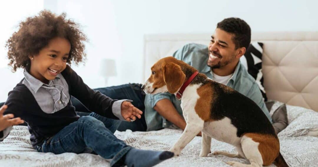 A joyful scene of a child and an adult playing with a Beagle dog on a bed. The child is laughing and reaching out towards the dog, while the adult smiles warmly in the background. The room is bright and cozy.