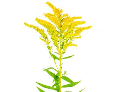 A bright yellow goldenrod flower with multiple slender clusters of small blooms and green leaves, set against a plain white background.