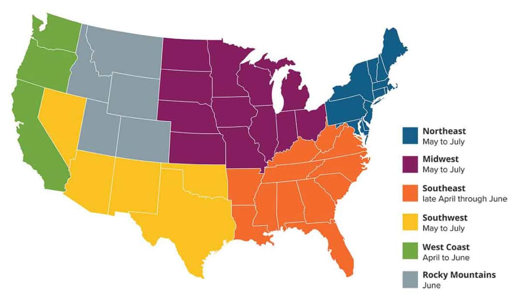 Grass Allergy 8 Map of the continental U.S. showing regions identified by colors: Northeast (blue), Midwest (purple), Southeast (orange), Southwest (yellow), West Coast (green), and Rocky Mountains (gray). Labels indicate cicada emergence timeframes by region.