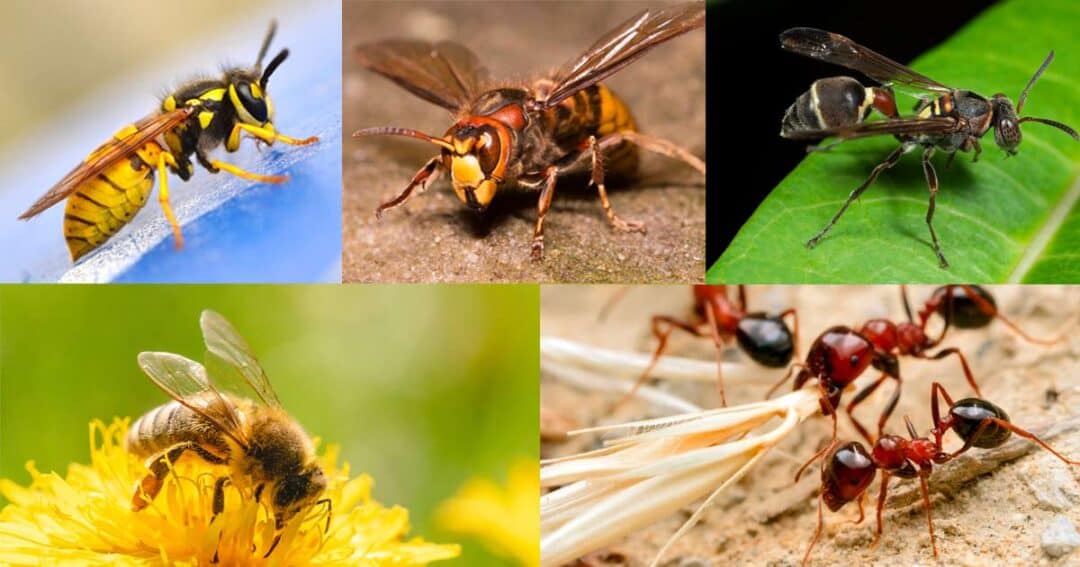A collage of insects: a yellow and black striped wasp on a surface, a hornet on the ground, a black wasp on a leaf, a honeybee on a yellow flower, and red ants on a sandy surface.