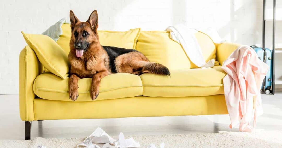 A German Shepherd lying on a bright yellow sofa in a well-lit room. The sofa has a few clothes draped over it, and the floor has crumpled paper scattered around. A blue suitcase is partially visible in the background.