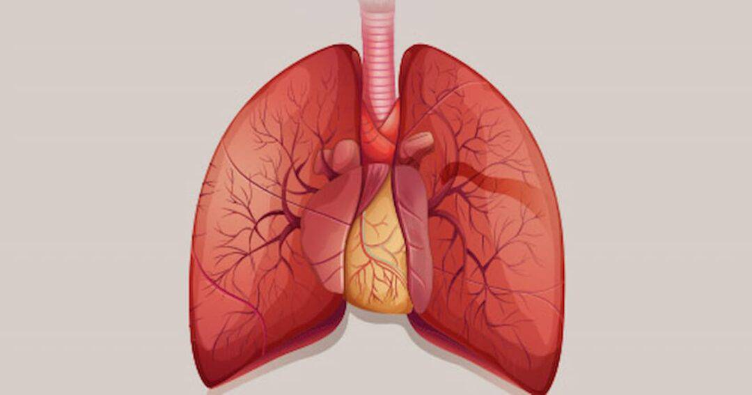 Illustration of human lungs with visible bronchial tubes and surrounding veins and arteries, showcasing the respiratory system against a light background.