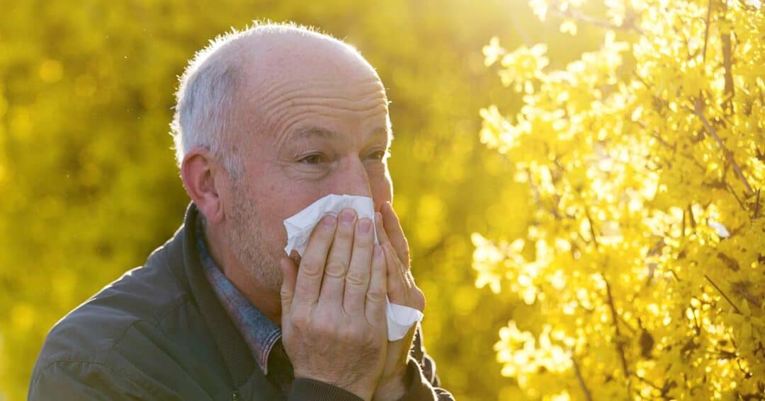Grass Allergy 9 elderly man with tree pollen allergies blows his nose into a tissue