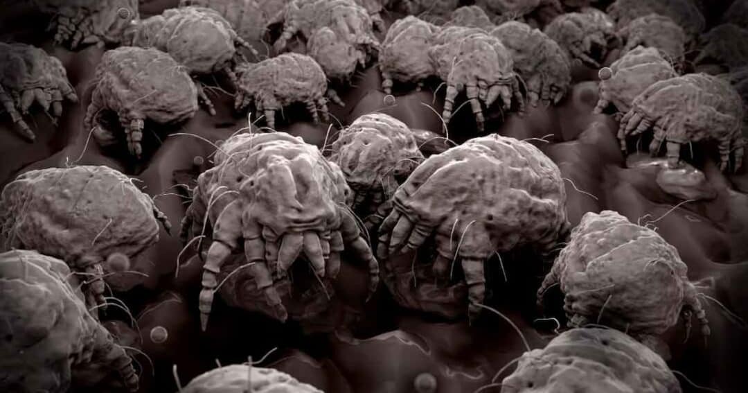 Close-up illustration of numerous microscopic dust mites clustered together. The image shows the intricate details of their tiny, spider-like bodies with multiple legs and textured surfaces. The background is dark, highlighting the mites' pale coloration.