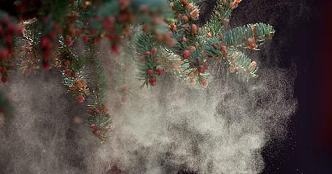 Pine tree branches with clusters of reddish-brown cones release clouds of pollen into the air, set against a dark background.