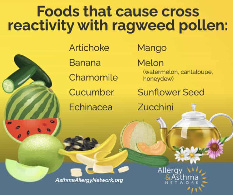 Illustration listing foods that cause cross-reactivity with ragweed pollen: artichoke, banana, chamomile, cucumber, echinacea, mango, melon, sunflower seed, zucchini. Includes images of the foods and a teacup with a flower.