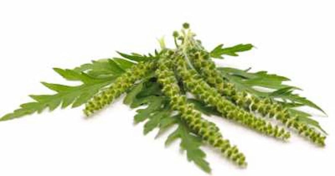 A close-up of fresh, green ragweed leaves and flowers. The flower spikes are elongated and covered in tiny green buds, while the leaves are deeply lobed and serrated. The arrangement is isolated on a white background.