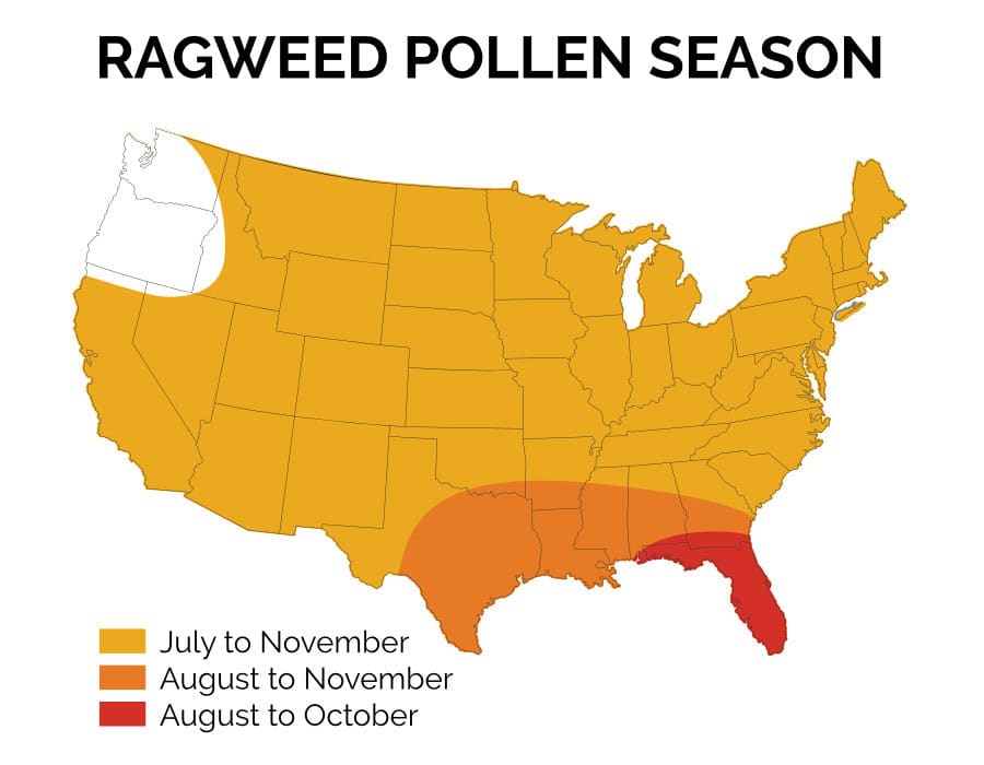 Map of the United States showing ragweed pollen season: July-November in yellow regions, August-November in orange regions, and August-October in red regions, primarily in the southern states.