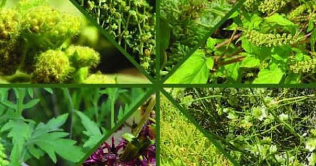 Collage showing various green plants and herbs with different textures and shapes, arranged in triangular sections.