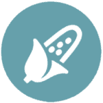 A white corn icon with husks is centered on a teal circular background.